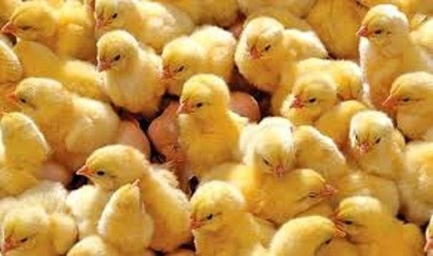 کشف ۷۰۲ میلیارد ریال تخلف در بازار جوجه یک‌روزه گلستان