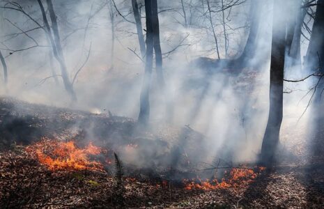 آتش‌سوزی در گونیلی کلاله؛ نیروهای منابع طبیعی در خط مقدم مهار حریق