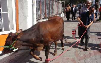 گاوکشی برای فتح ساختمان اداره کل ارشاد گلستان / ای کاش دغدغه طلب گندمکاران را داشتید + فیلم 