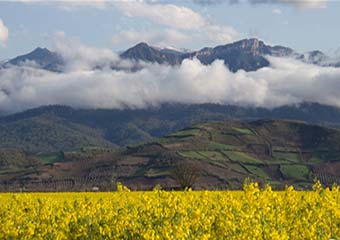 گزارش تصویری/ طبیعت بهاری در گرگان