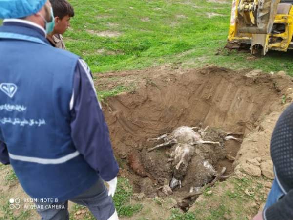 سیل باعث خسارت به بیش از ۲ هزار هکتار از اراضی کشاورزی و تلف شدن ۳۸۳ راس دام در مراوه تپه شد+ تصاویر